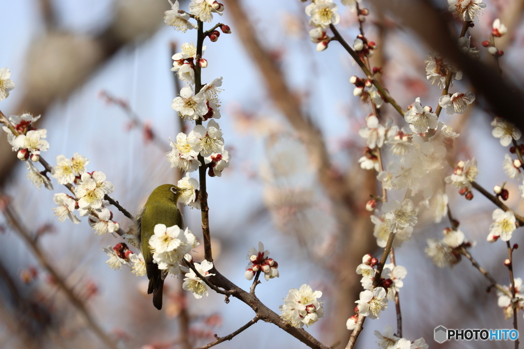野鳥