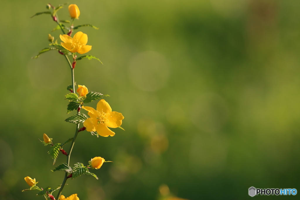 街の花