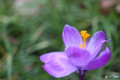 街の花