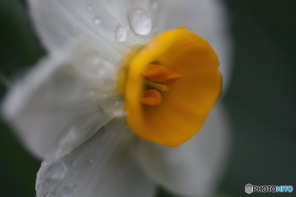街の花