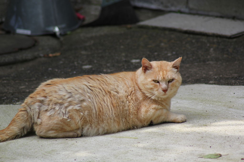 巨漢猫・横綱