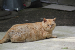 巨漢猫・横綱