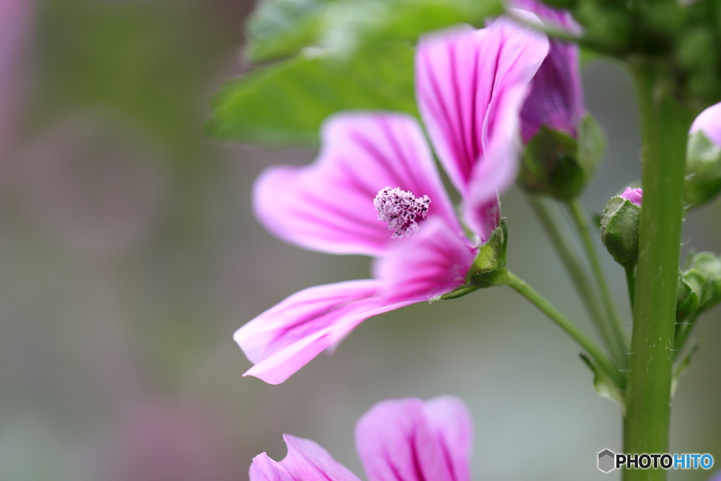 街の花