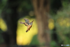 野鳥