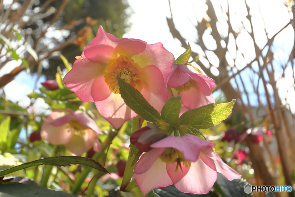 街の花