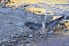 野鳥