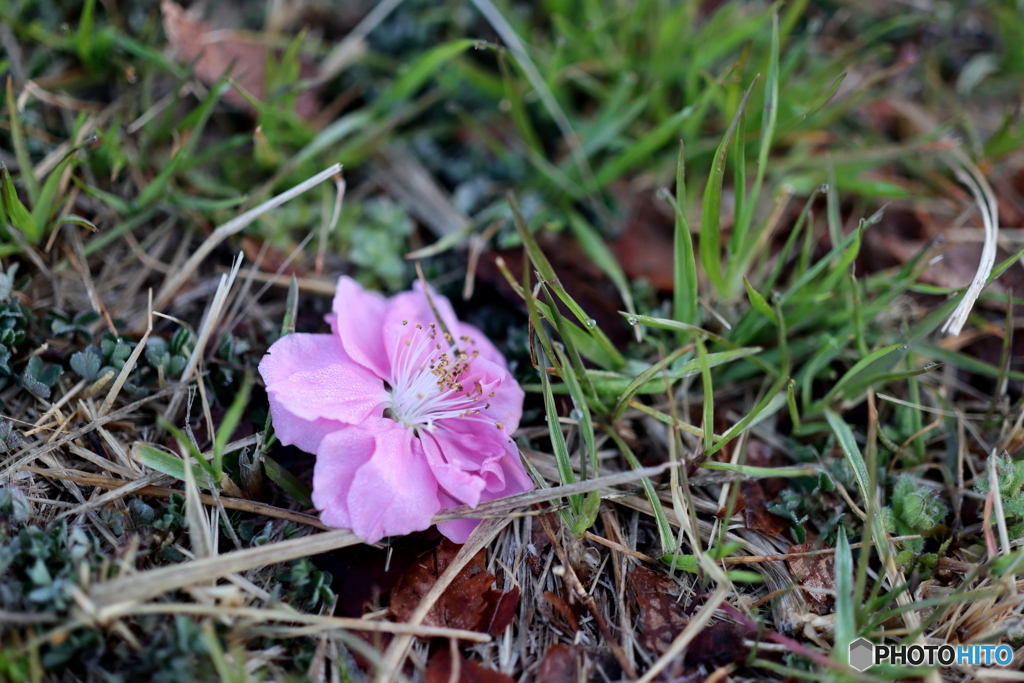 街の花