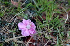 街の花