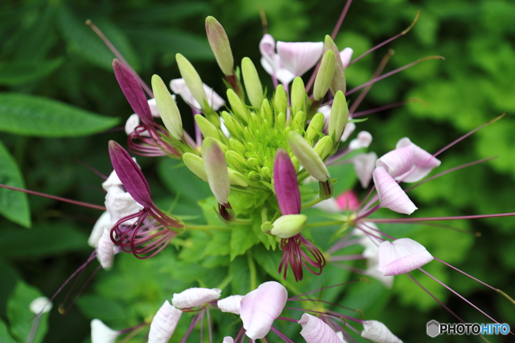 街の花