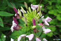 街の花