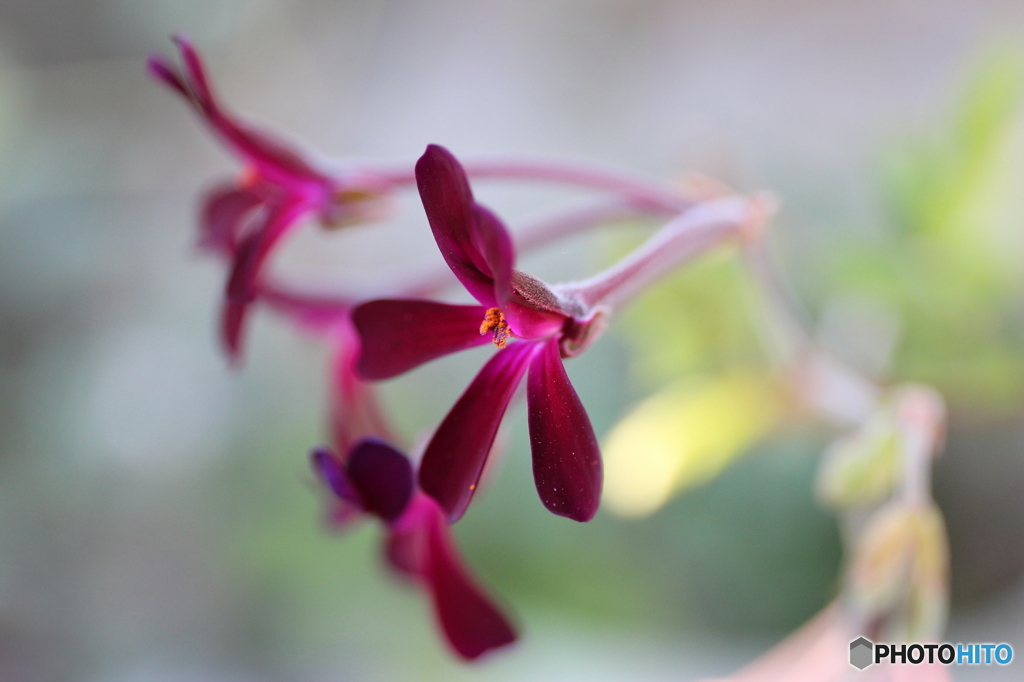 街の花