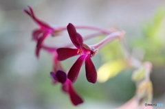 街の花