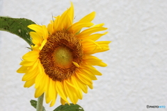 街の花