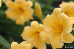 街の花