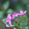 園の花