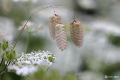 街の花