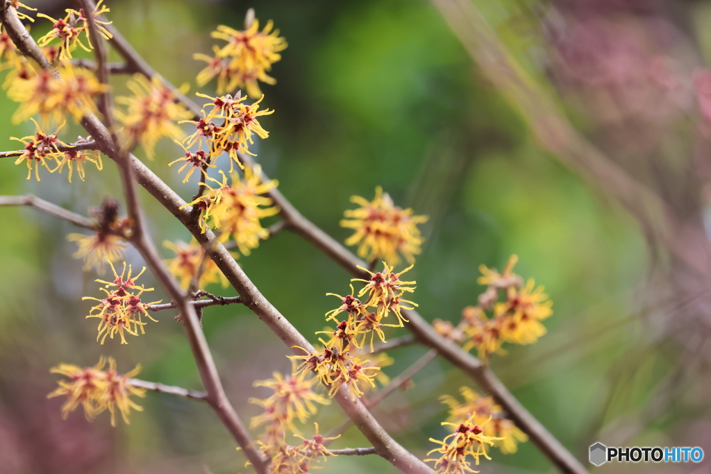 園の花