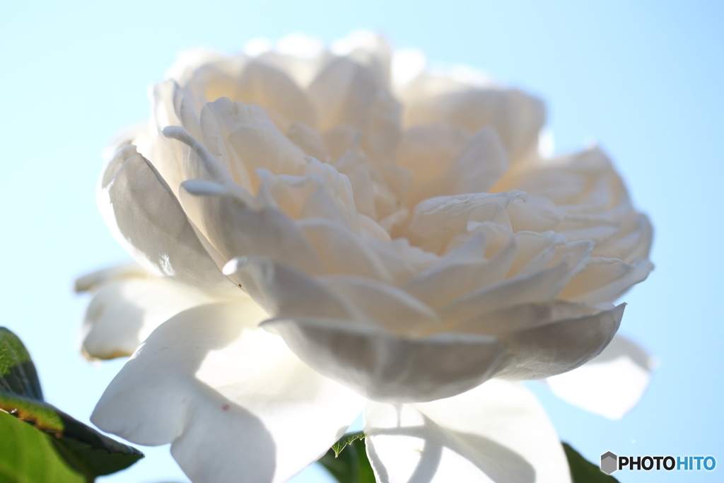 街の花