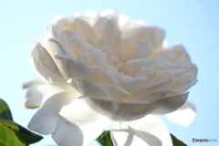 街の花