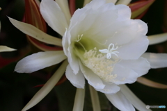 街の花