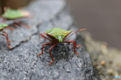 昆虫シリーズ８