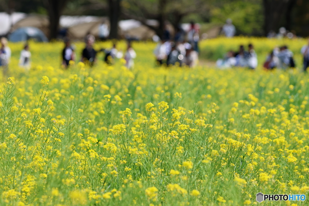 園の花