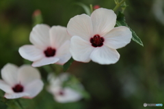 街の花