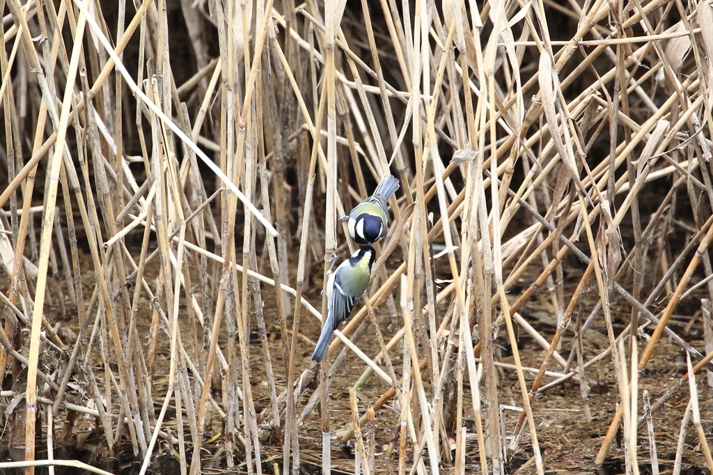 野鳥（野川公園）
