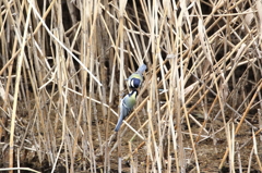 野鳥（野川公園）