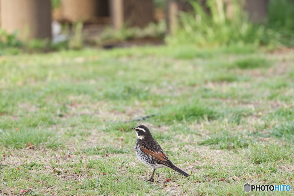 野鳥