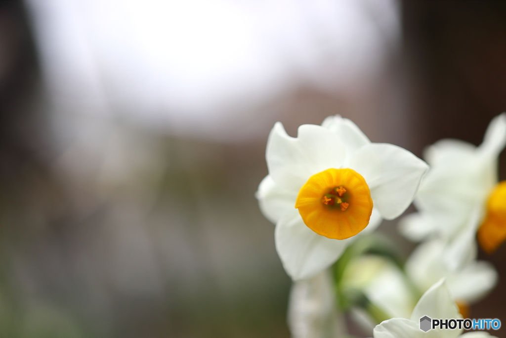 街の花