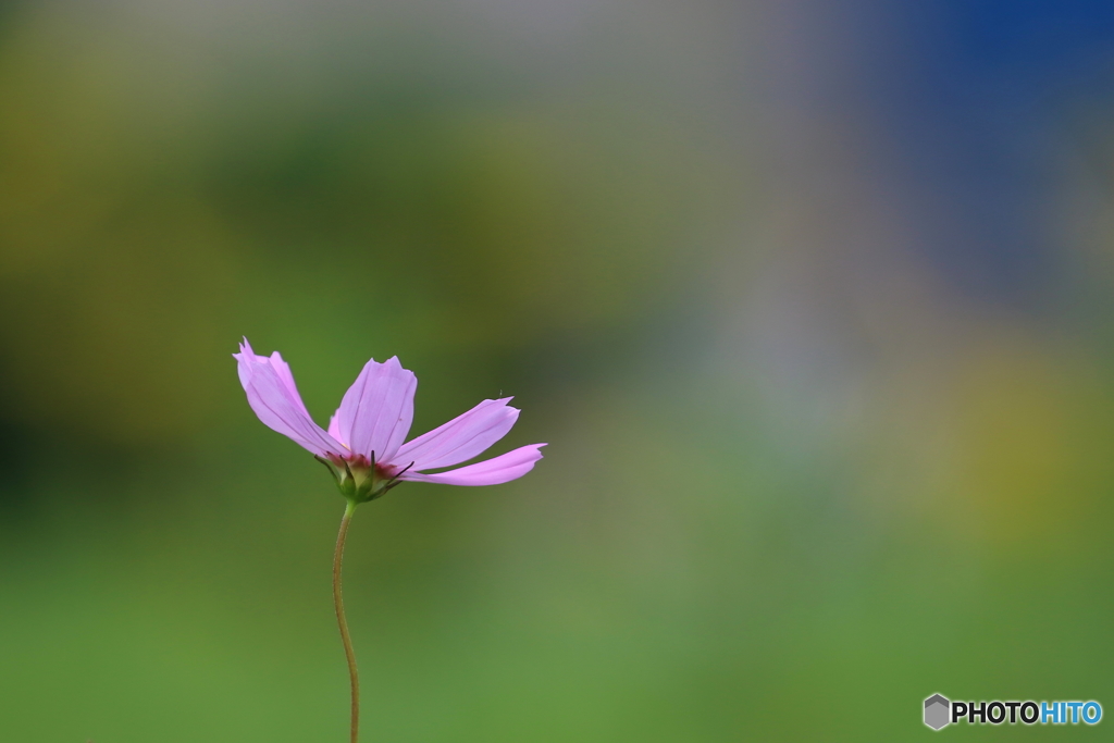街の花