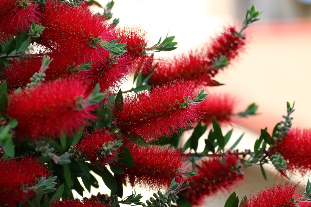 街の花