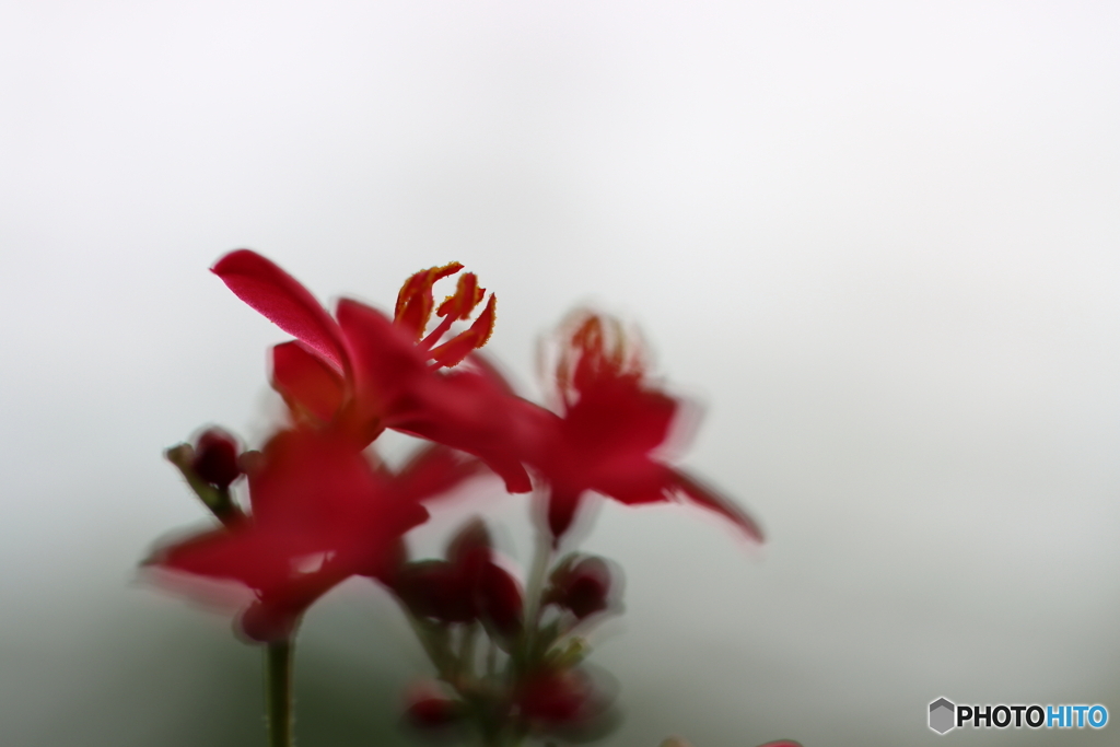 園の花