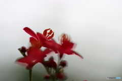 園の花