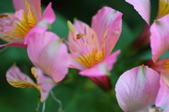 街の花