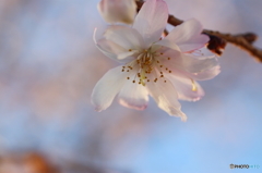 街の花