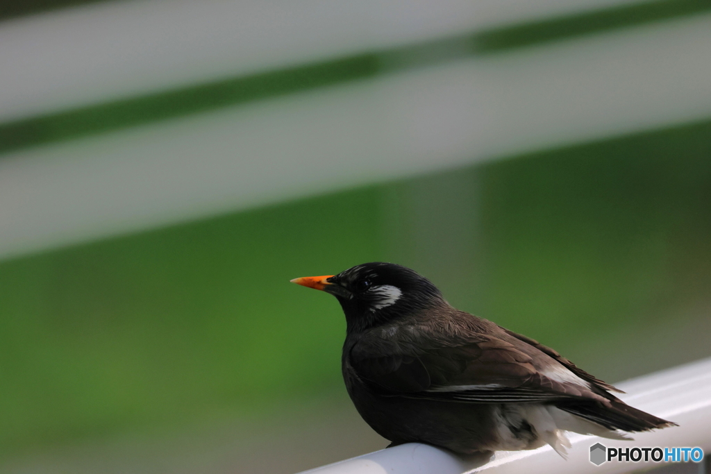 野鳥