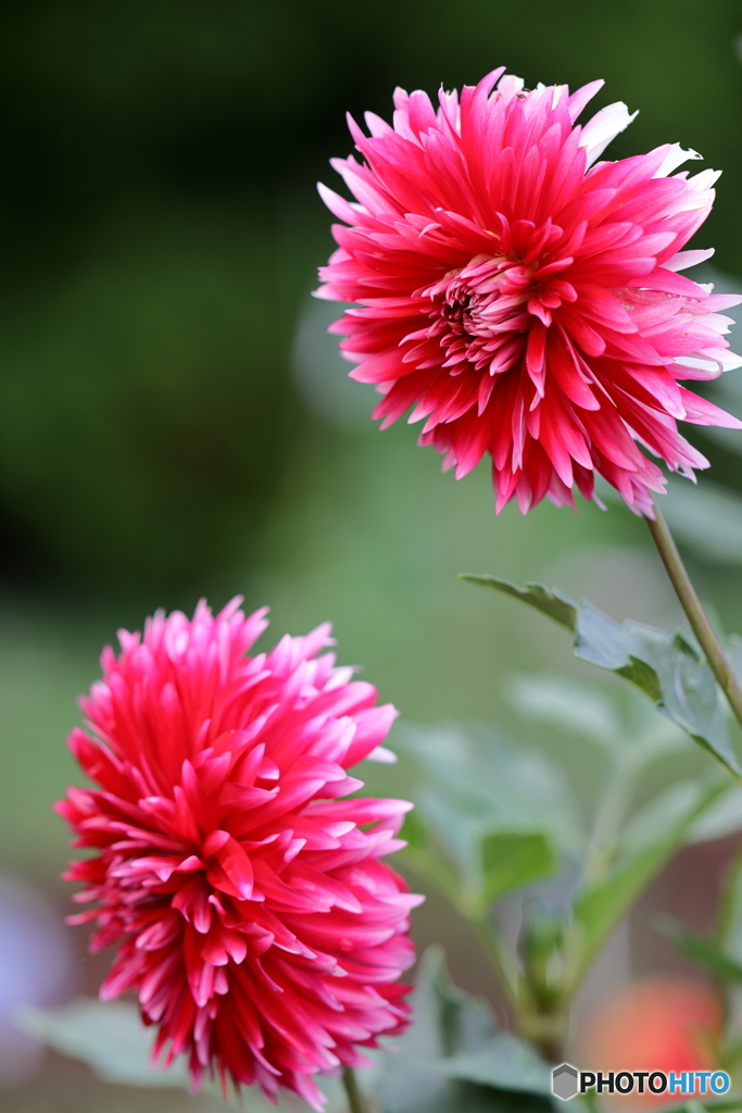園の花