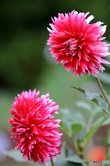 園の花
