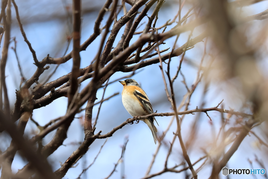 野鳥