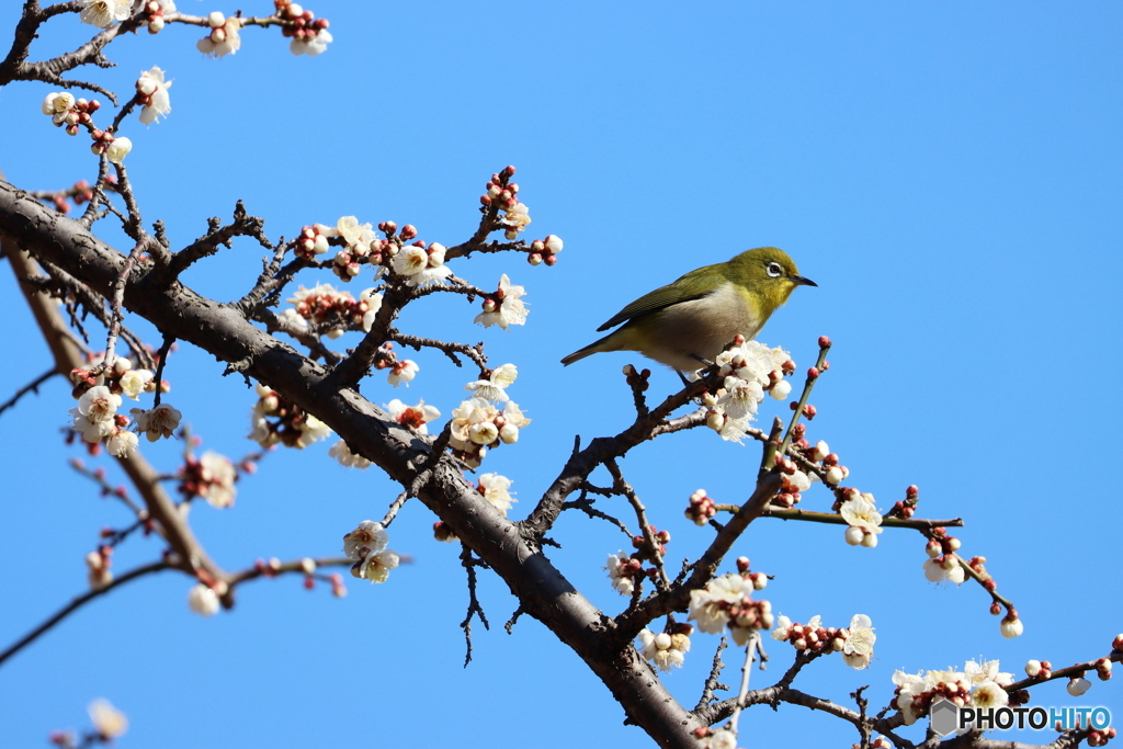 野鳥