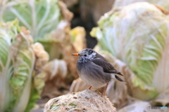 野鳥