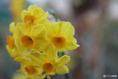 街の花
