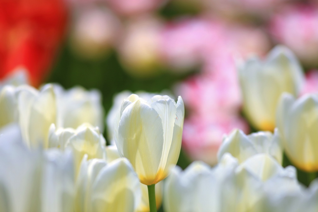 Tulip