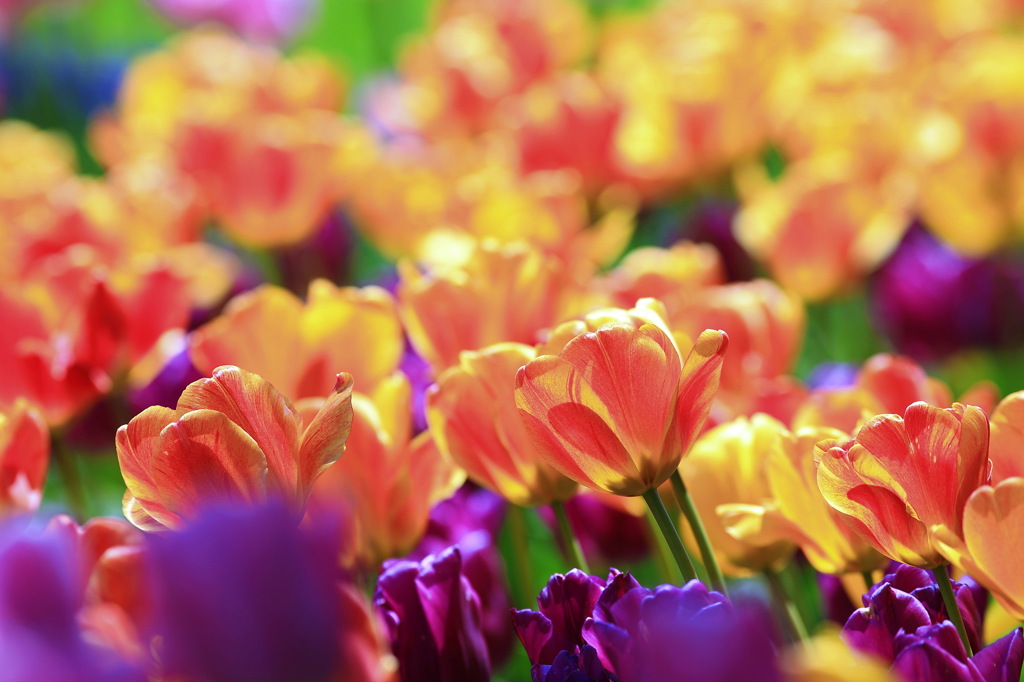 Tulip