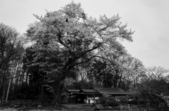 里の桜