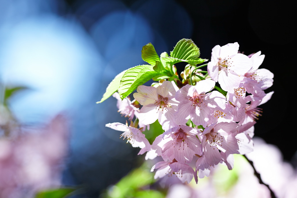 春の息吹　寒桜