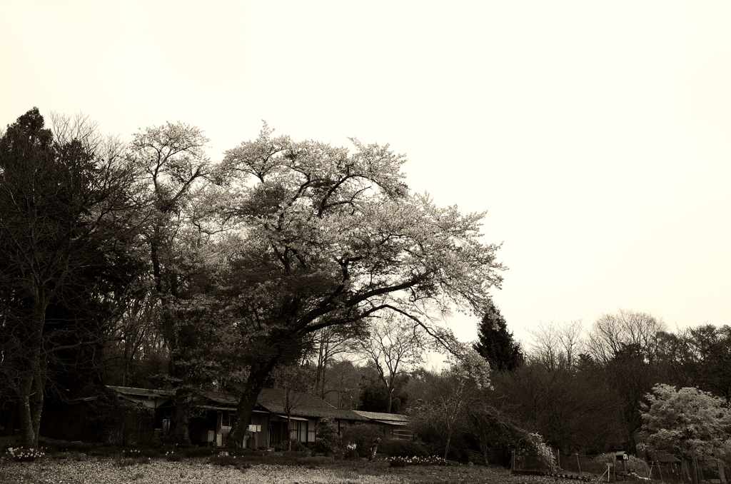 里の桜