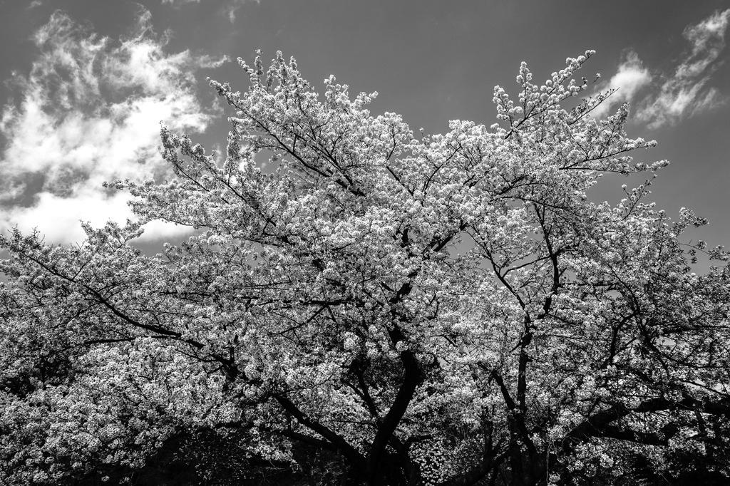 天高く咲く桜